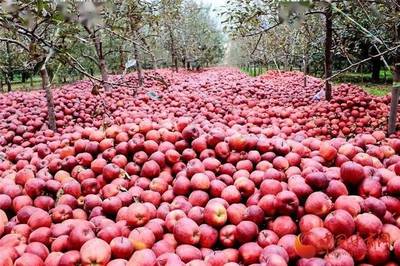 蘭州供銷(xiāo)系統(tǒng)首個(gè)農(nóng)產(chǎn)品展示中心正式運(yùn)營(yíng) 打造'甘味'品牌新亮點(diǎn)